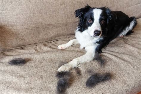 border collie shedding problems.